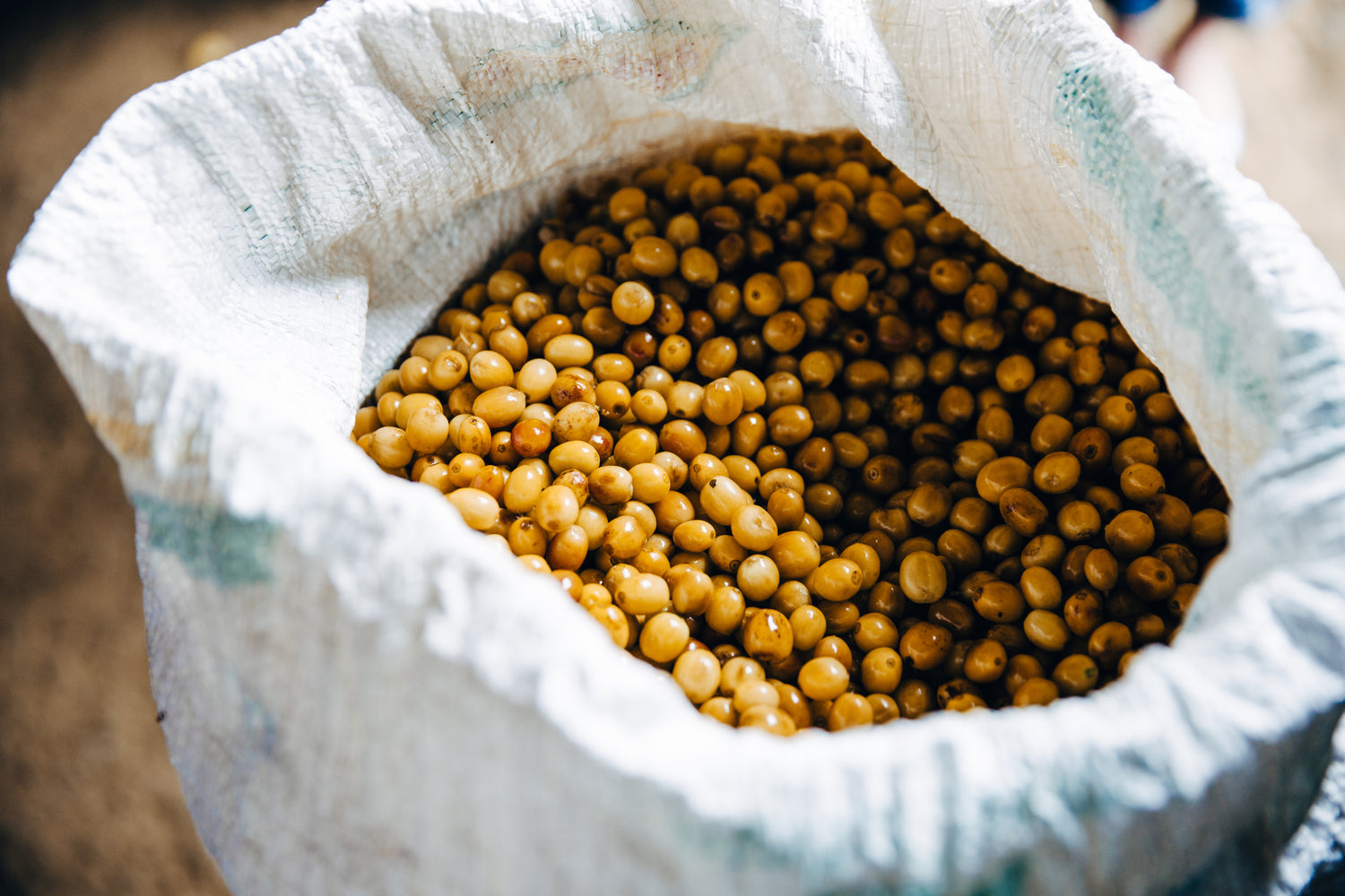 Freshly harvested coffee beans in a woven sack